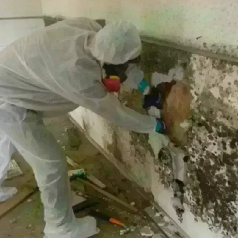 Mold Remediation and Removal in Louisville, NE